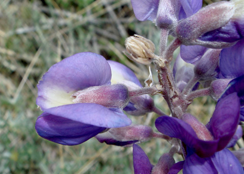 Bush Lupine (Guard Lupine), Lupinus excubitus var. hallii